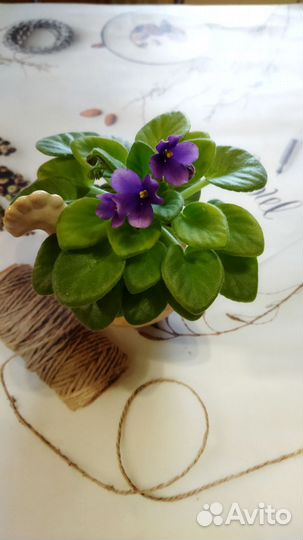 Цветущие фиалки