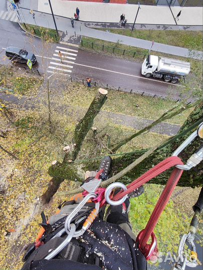 Спил деревьев. Удаление деревьев