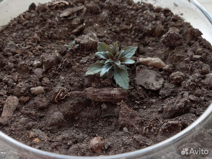 Ахименес розовый