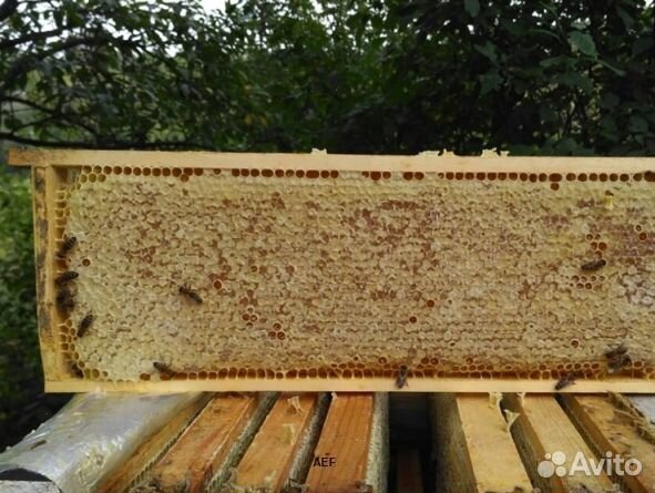 Мед 24 года натуральный опт