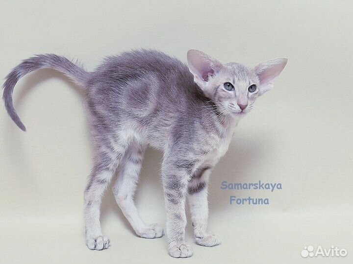 Нежная ориентальная кошечка