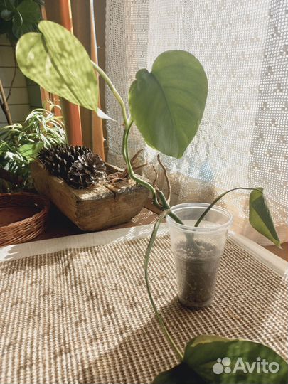 Монстера вариегатная