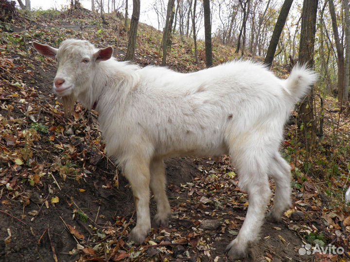 Козел зааненский