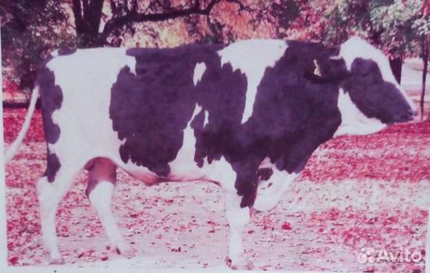 Искусственное осеменение коров