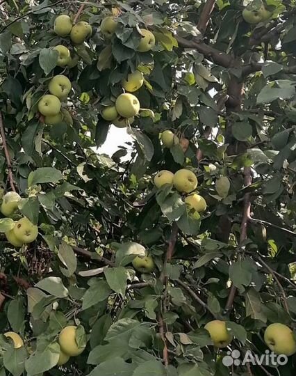 Яблоки домашние