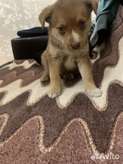 Отдам в добрые руки щенков