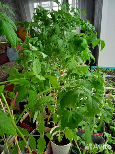 Рассада помидор,перцев,петуньи