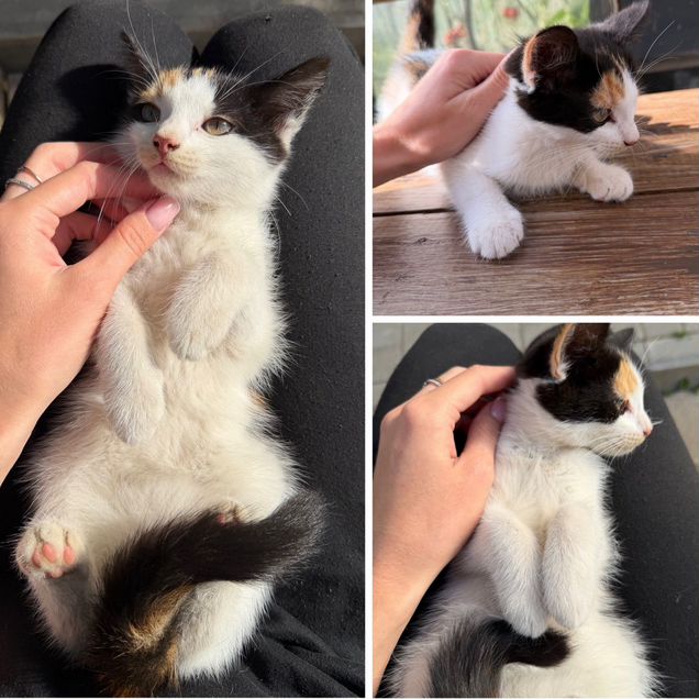 Котёнок в добрые руки