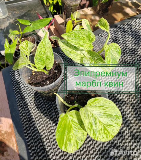 Сингониум imperial вайт, Калатея, эпипремнум марбл