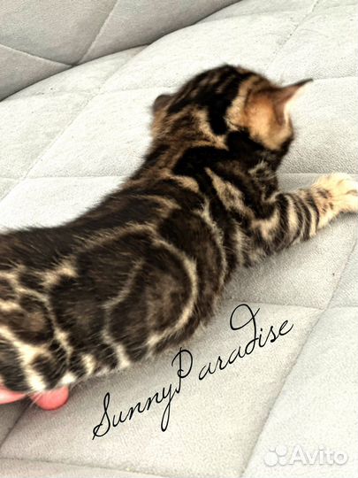 Бенгальский котик в разведения WCF