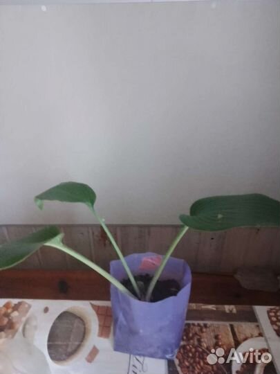 Хоста будет радовать глаз