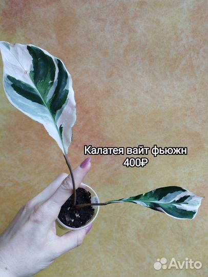 Марантовые