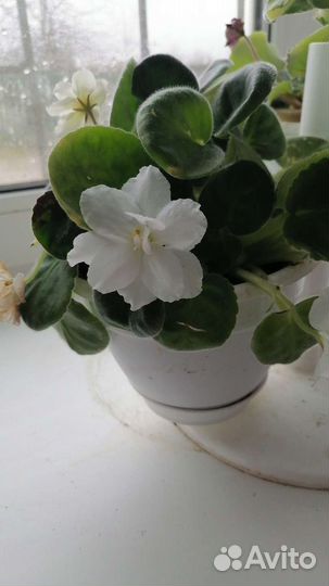 Фиалки белые