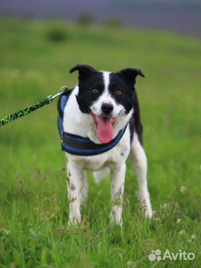 Тим из приюта