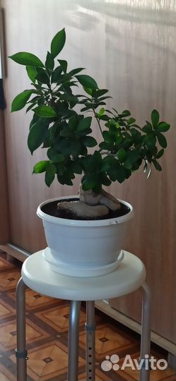 Фикус микрокарпа бонсай