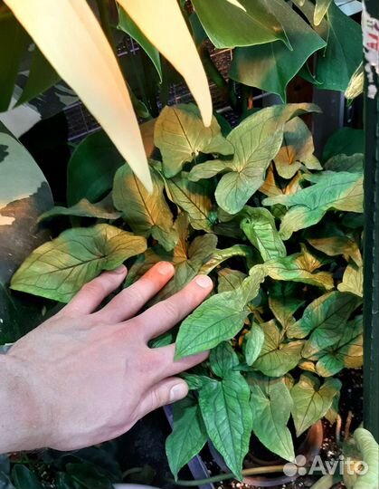 Сингониум Орм Мани