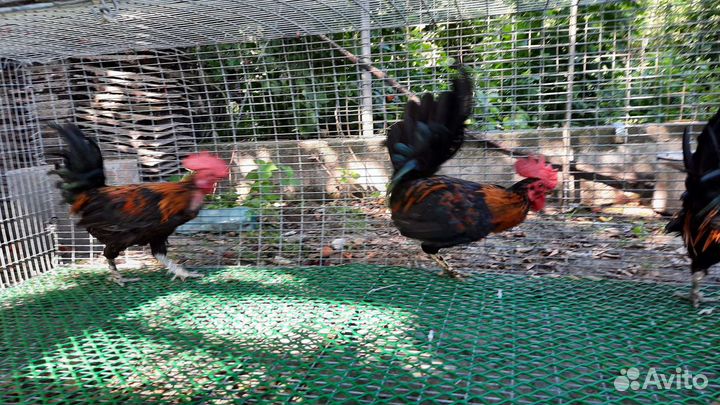 Куры петухи