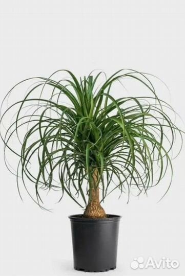 Нолина Бокарнея