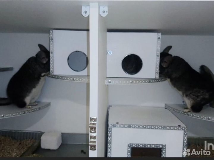 Питомник шиншилл