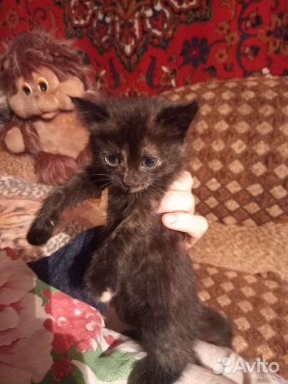 Котята