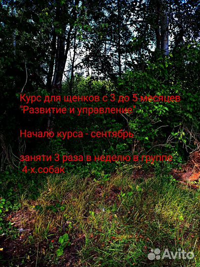 Кинолог. Зоопсихолог. Инструктор по дрессировке