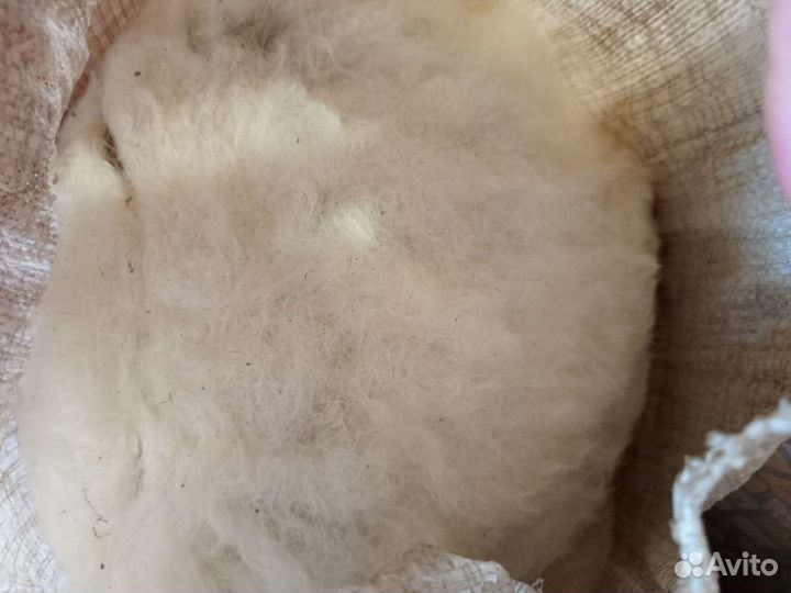 Шерсть овечья