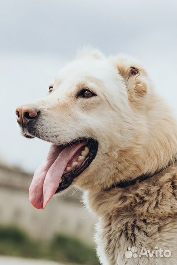 Вайт ищет дом