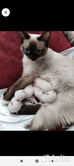Котята