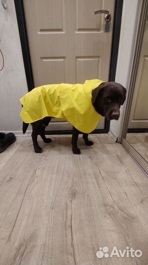 Дождевик для собаки