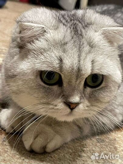 Шотландские прямоухий кот на вязку