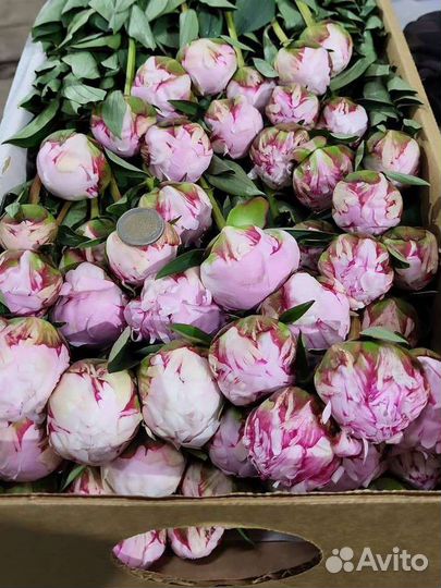 Пионы цветы коробка опт доставка цветы Москва