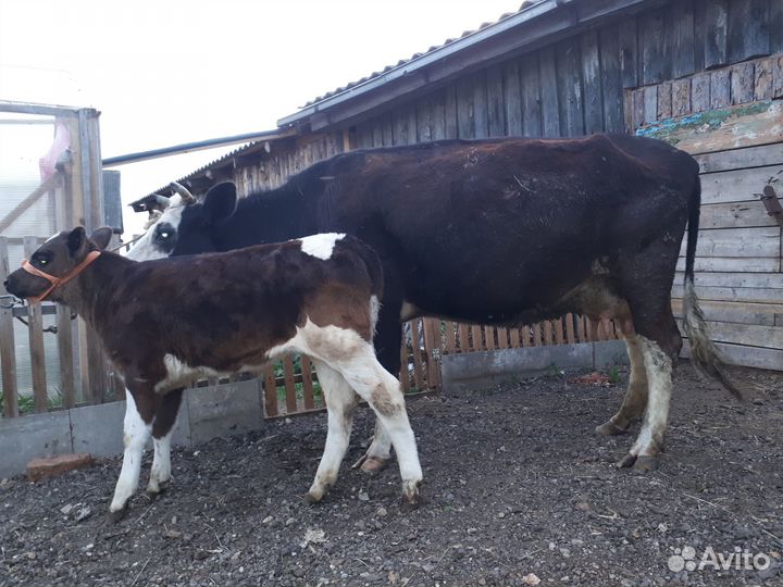 Коровы дойные молочные