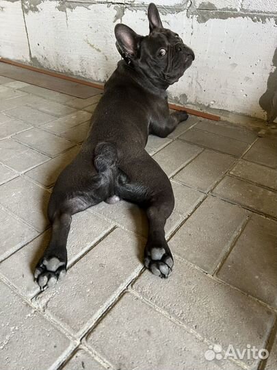 Французский бульдог