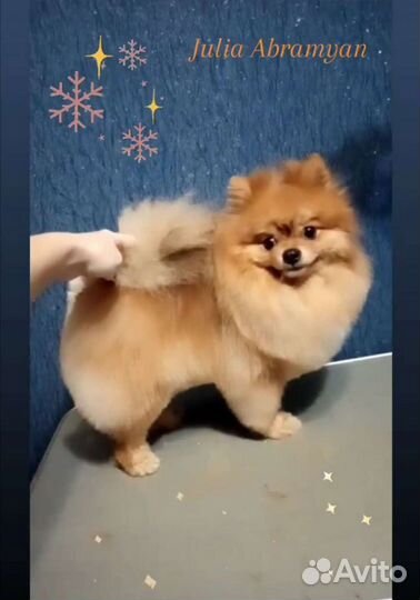 Шпиц. Вязка