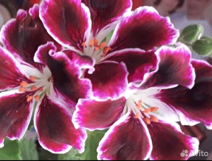 Королевская пеларгония