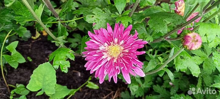 Хризантема срез корейская