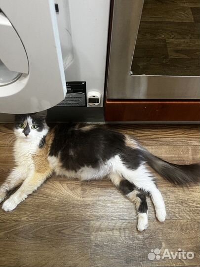 Трехцветная красавица Мара ищет новый дом