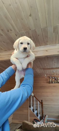 Щенок лабрадора