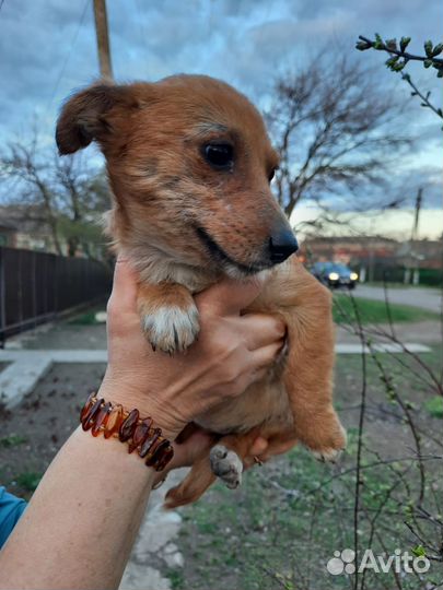 Собака в добрые руки щенок