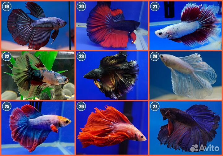 Рыбка петушок самцы
