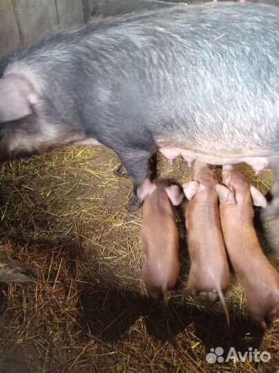 Поросята дюрок чистокровные