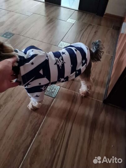 Одежда для собак