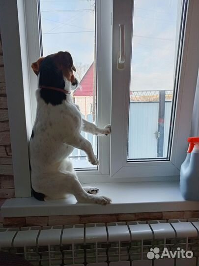 Вязка джек Рассел терьер