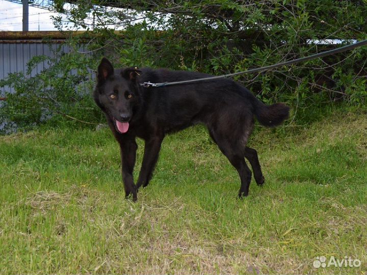 Жасмин в поисках дома