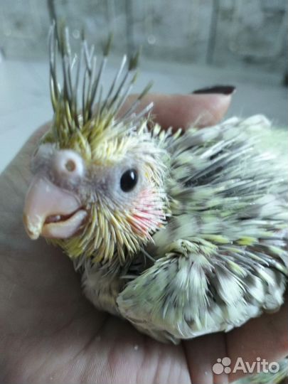 Кореллы птенцы 45 дней