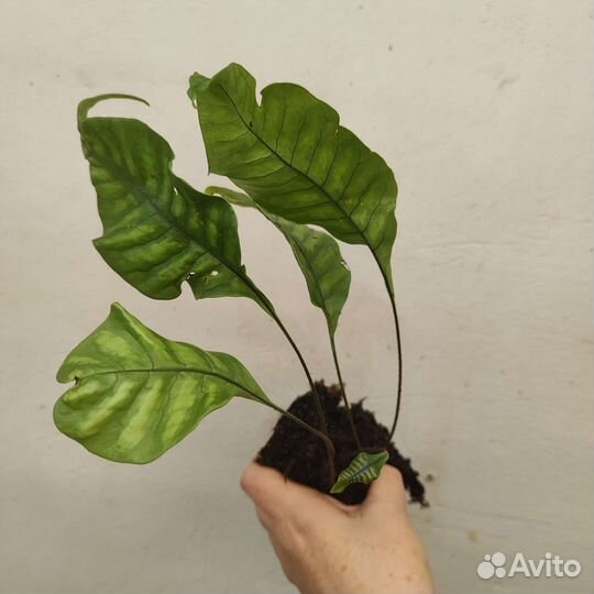 Neolepisorus truncatus для флорариума