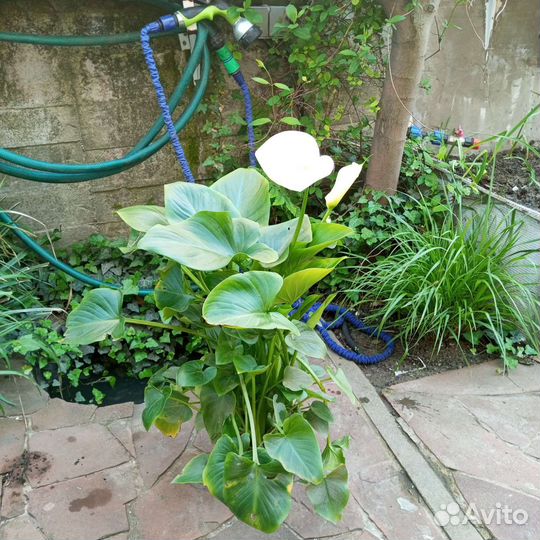 Комнатные растения