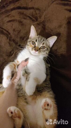 Отдам котят в хорошие руки