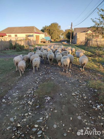Овцы бараны