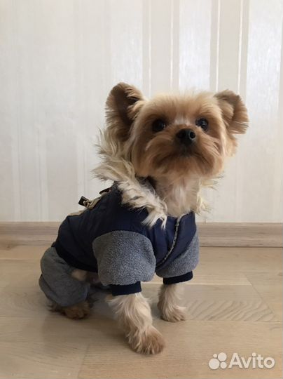 Одежда для маленьких собак пакетом